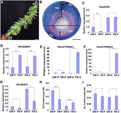 PtiCYP85A3, a BR C-6 Oxidase Gene, Plays a Critical Role in Brassinosteroid-Mediated Tension Wood Formation in Poplar